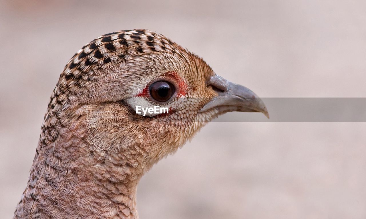 Close-up portrait of pheasant