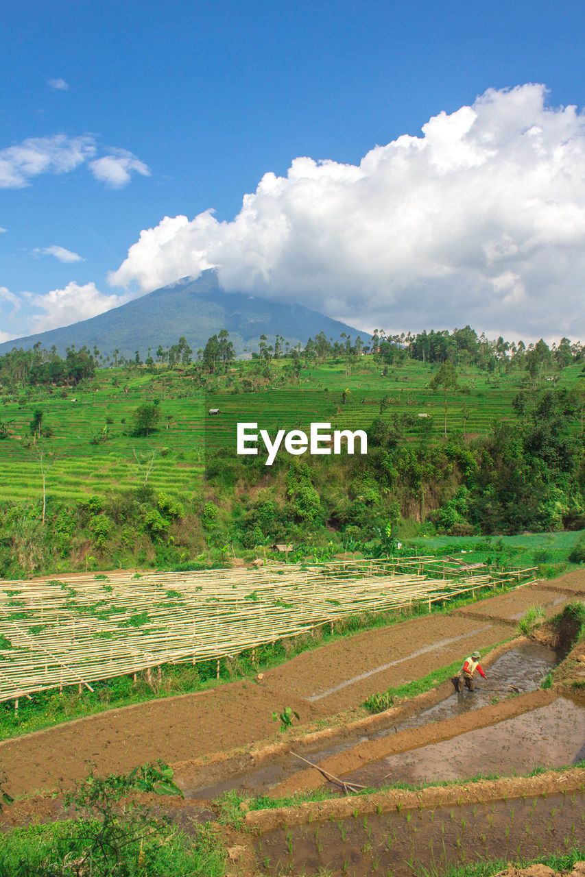 Scenic view of agricultural field against sky