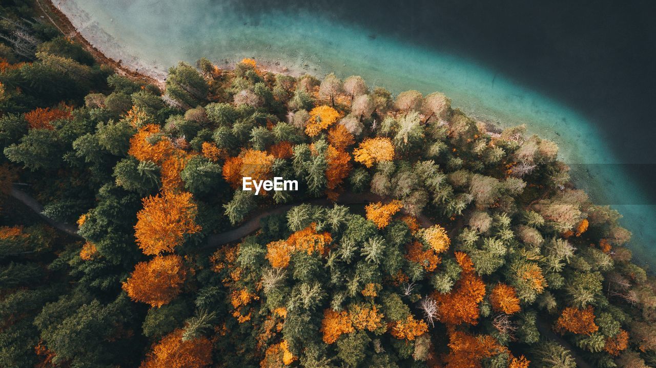 Aerial view of autumn trees by sea