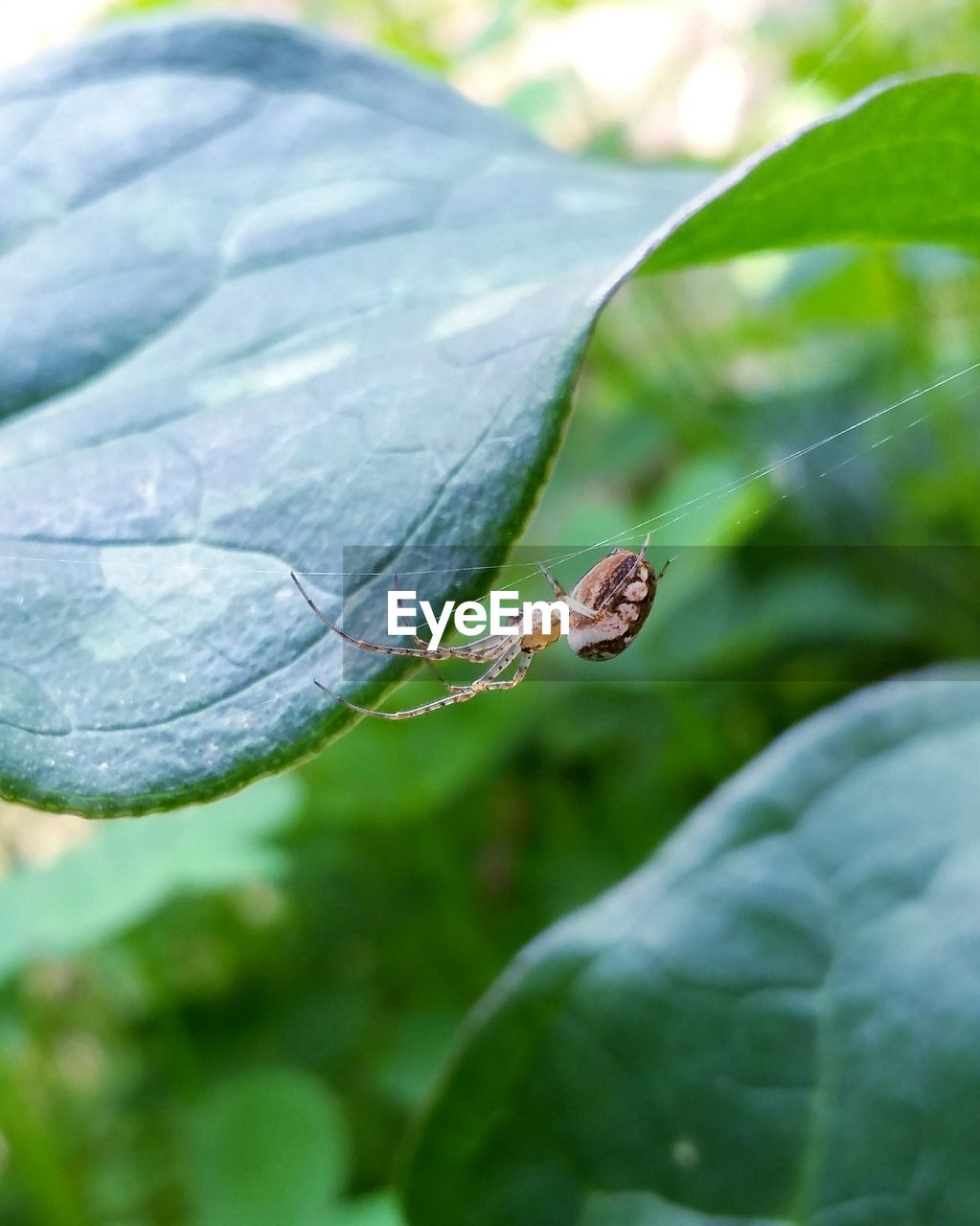 High angle view of spider on web plant