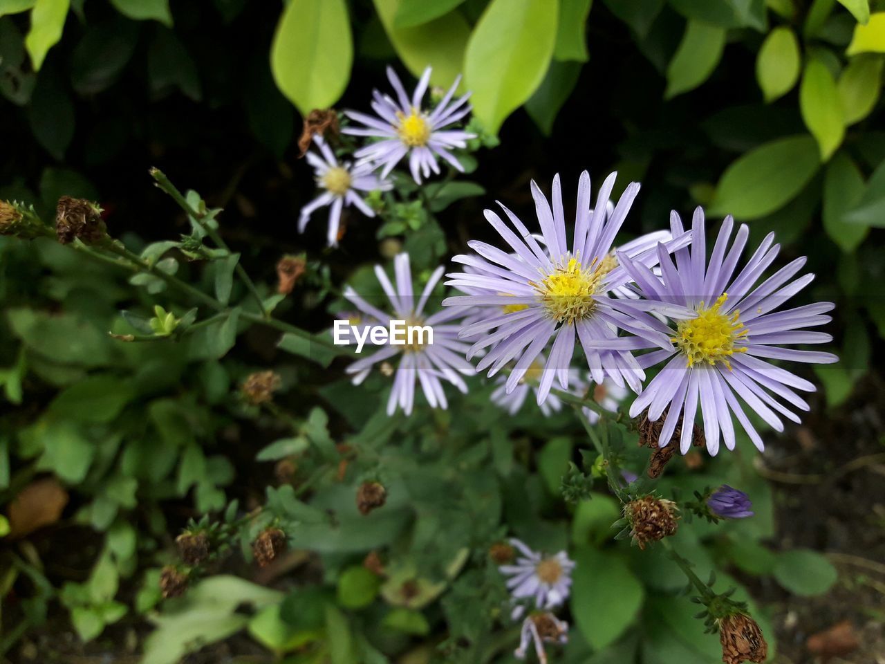 CLOSE-UP OF PURPLE FLOWER