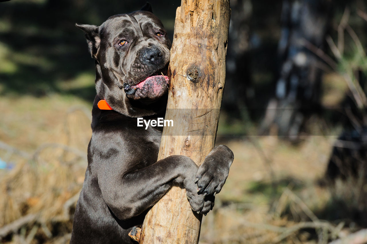 Portrait of dog embracing tree trunk