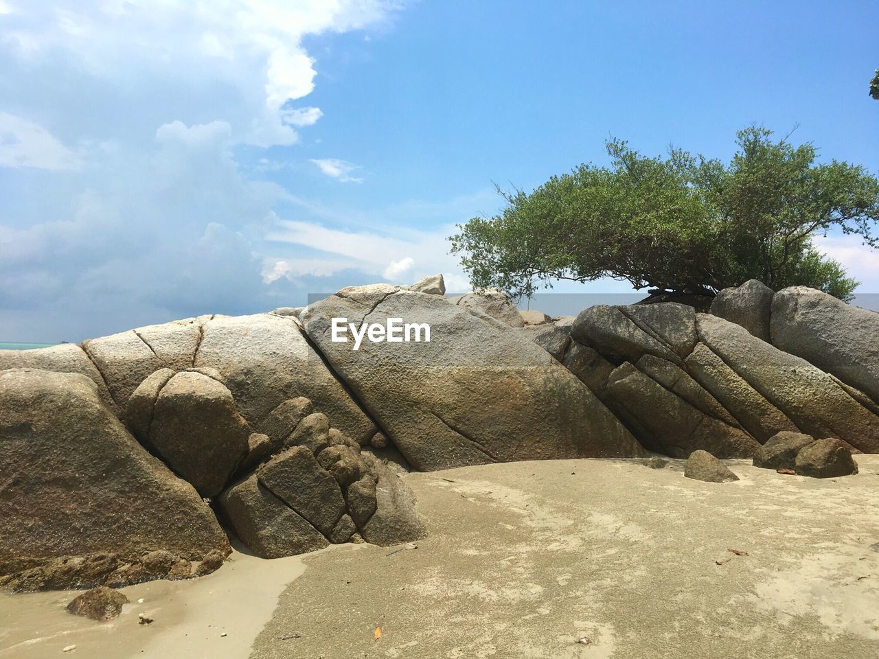 CLOSE-UP OF TREE ON SAND