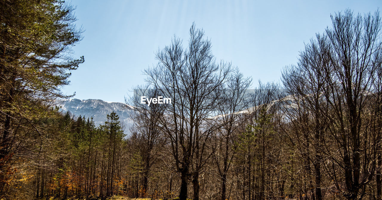 BARE TREES AGAINST SKY