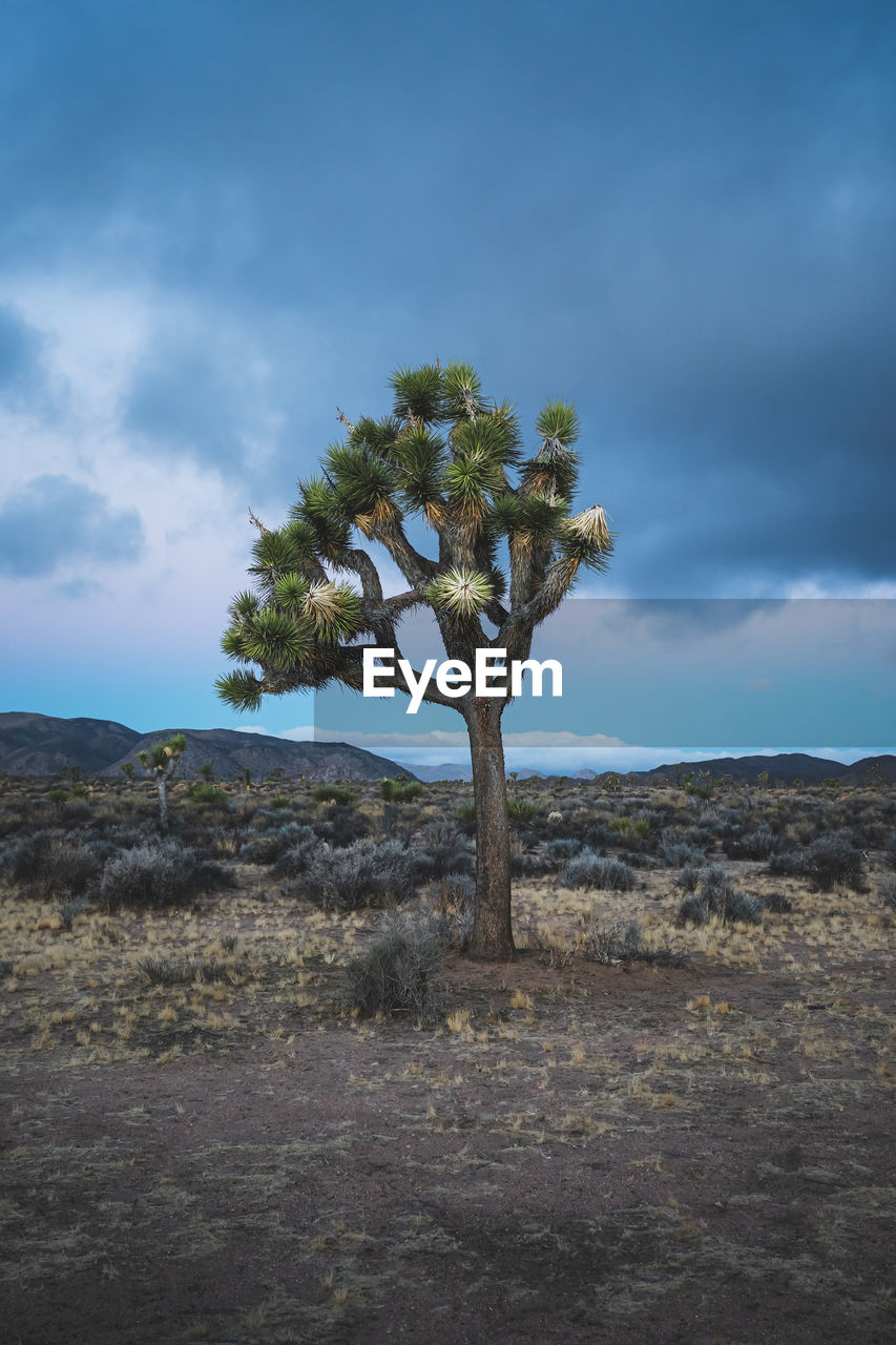 Tree on field against sky