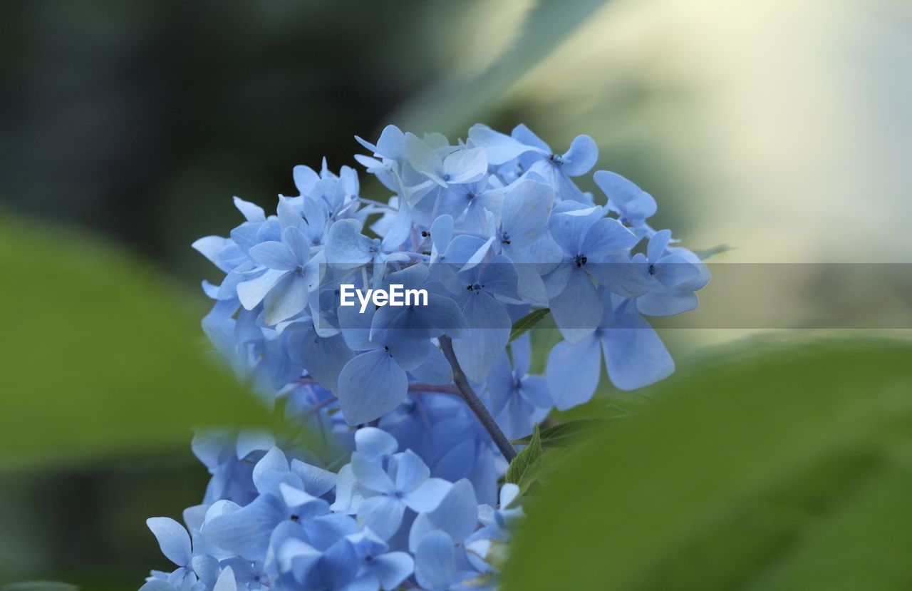 flower, flowering plant, plant, beauty in nature, freshness, macro photography, fragility, close-up, nature, blue, petal, blossom, inflorescence, growth, flower head, springtime, purple, no people, leaf, plant part, focus on foreground, lilac, outdoors, selective focus, hydrangea, wildflower, day, green, botany