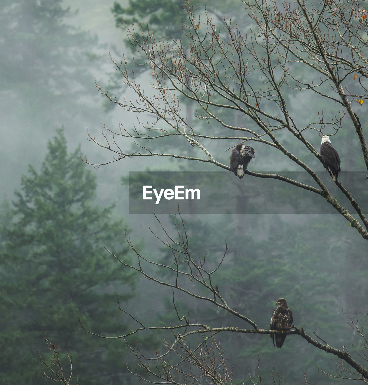 Close-up of birds perching on tree