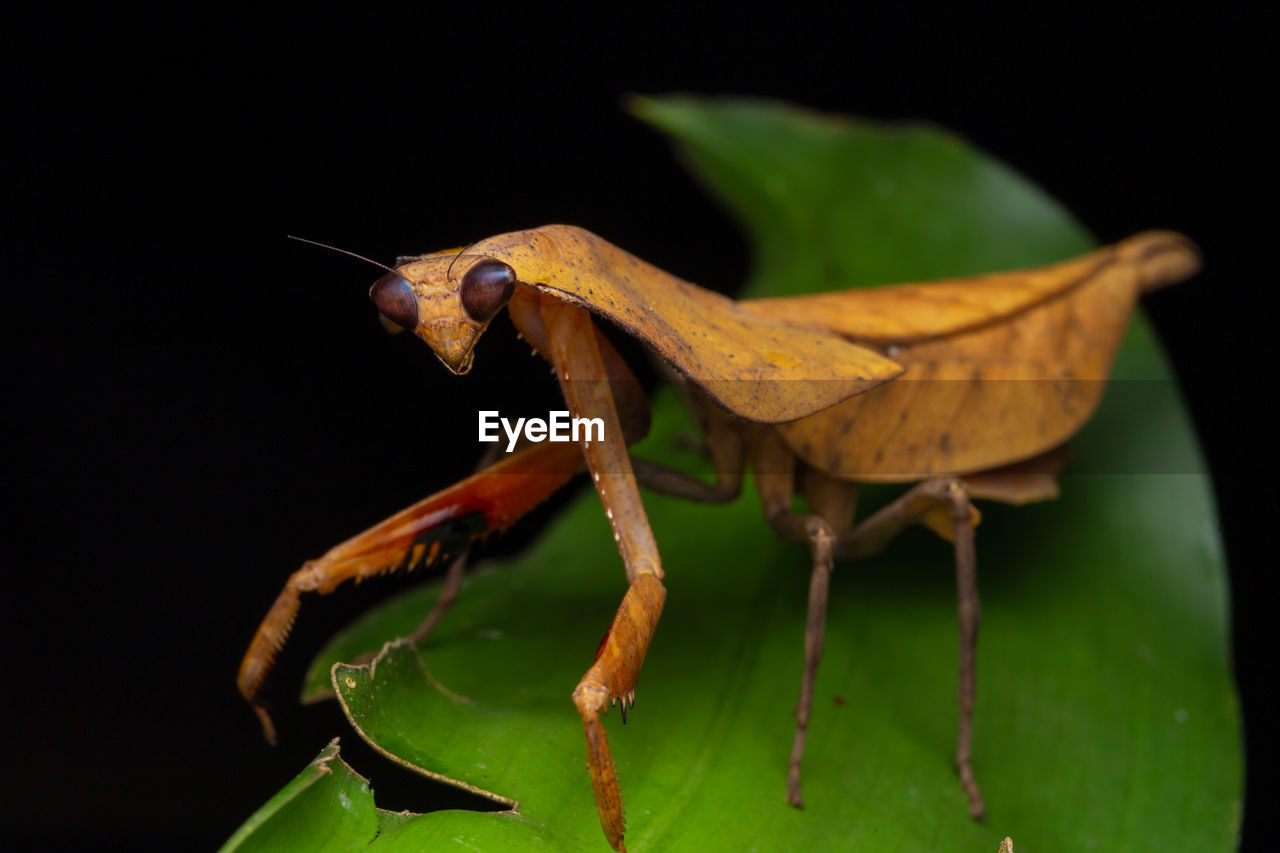 CLOSE-UP OF INSECT ON LEAF