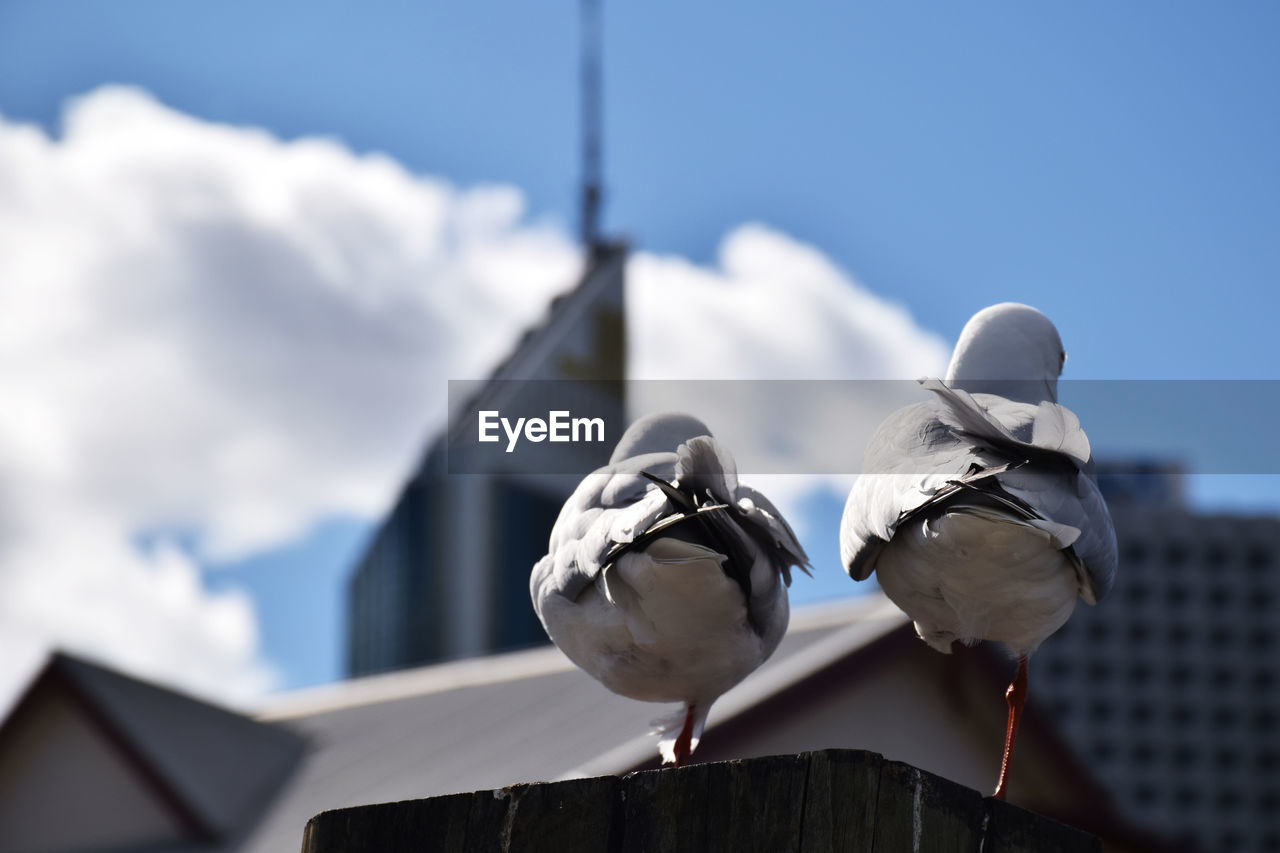 Rear view of bird perching