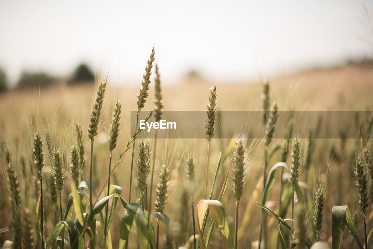 Close-up of wheat field against sky