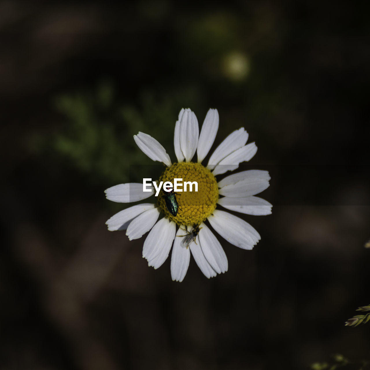 CLOSE-UP OF WHITE DAISY FLOWER