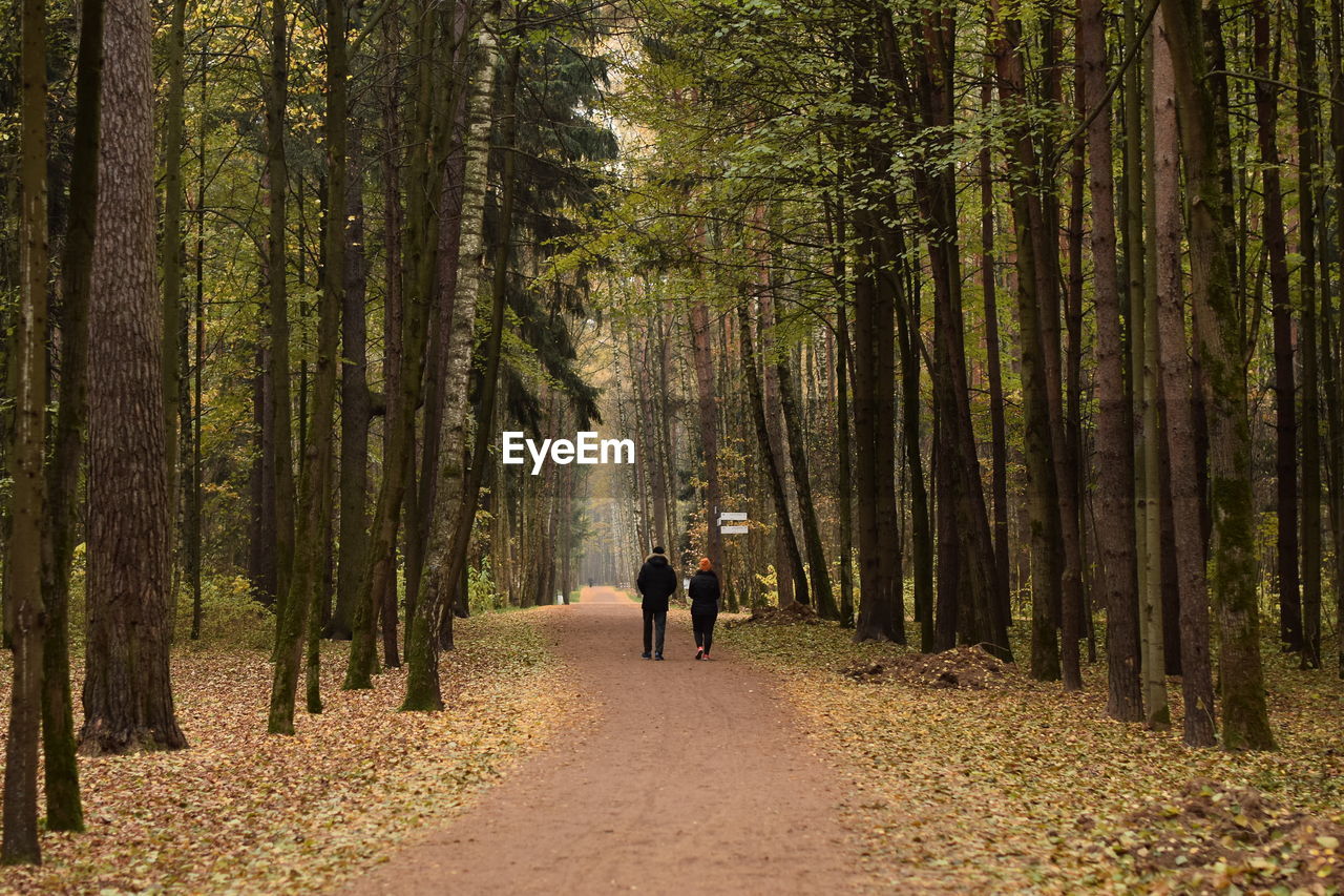 People on footpath amidst trees in forest