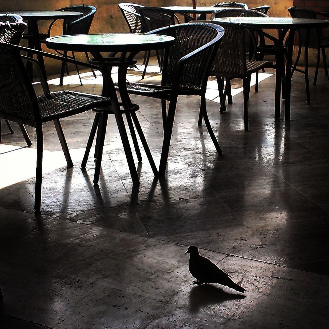 Pigeon sit on floor at cafe