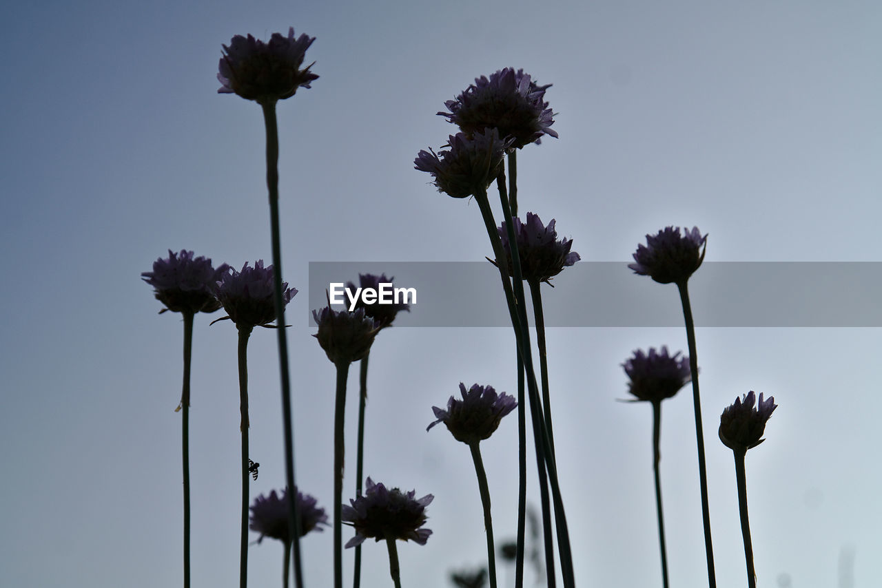 Flowers growing against clear sky