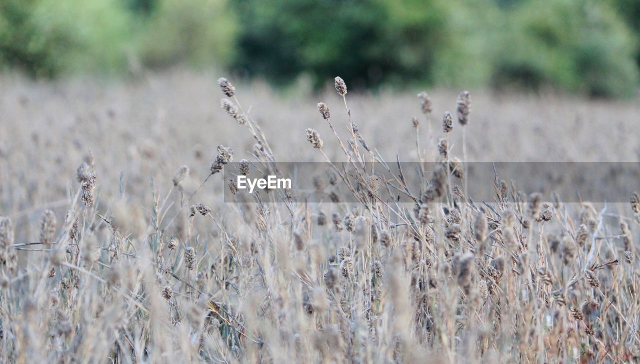 Close-up of crops on field