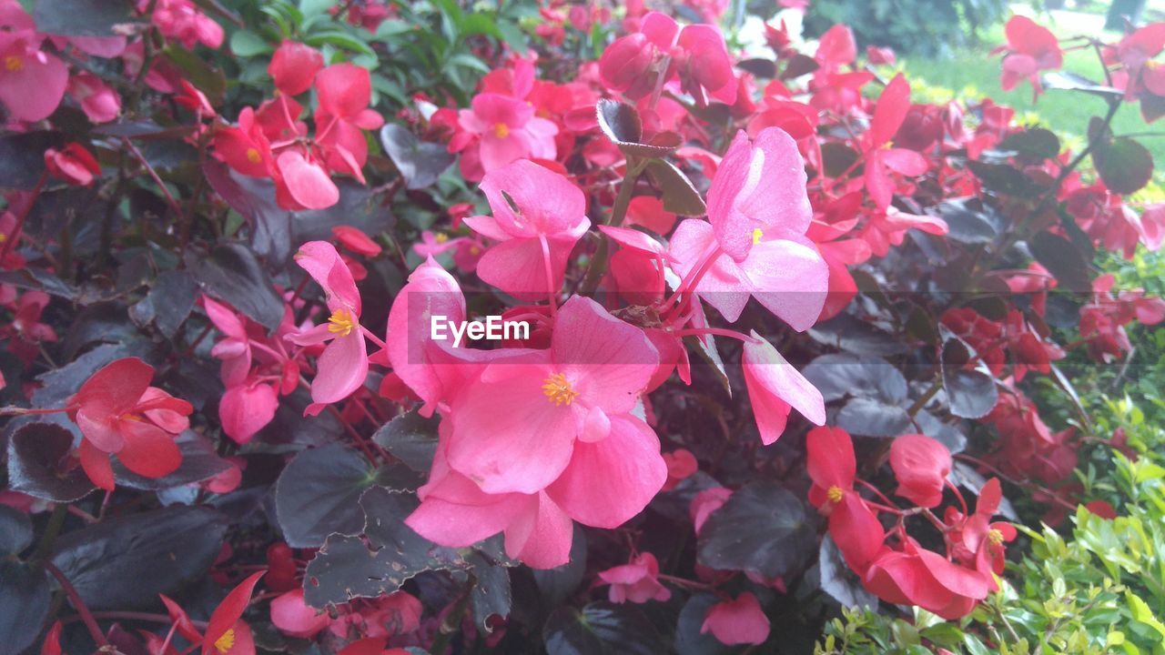 CLOSE-UP OF PINK FLOWERS BLOOMING