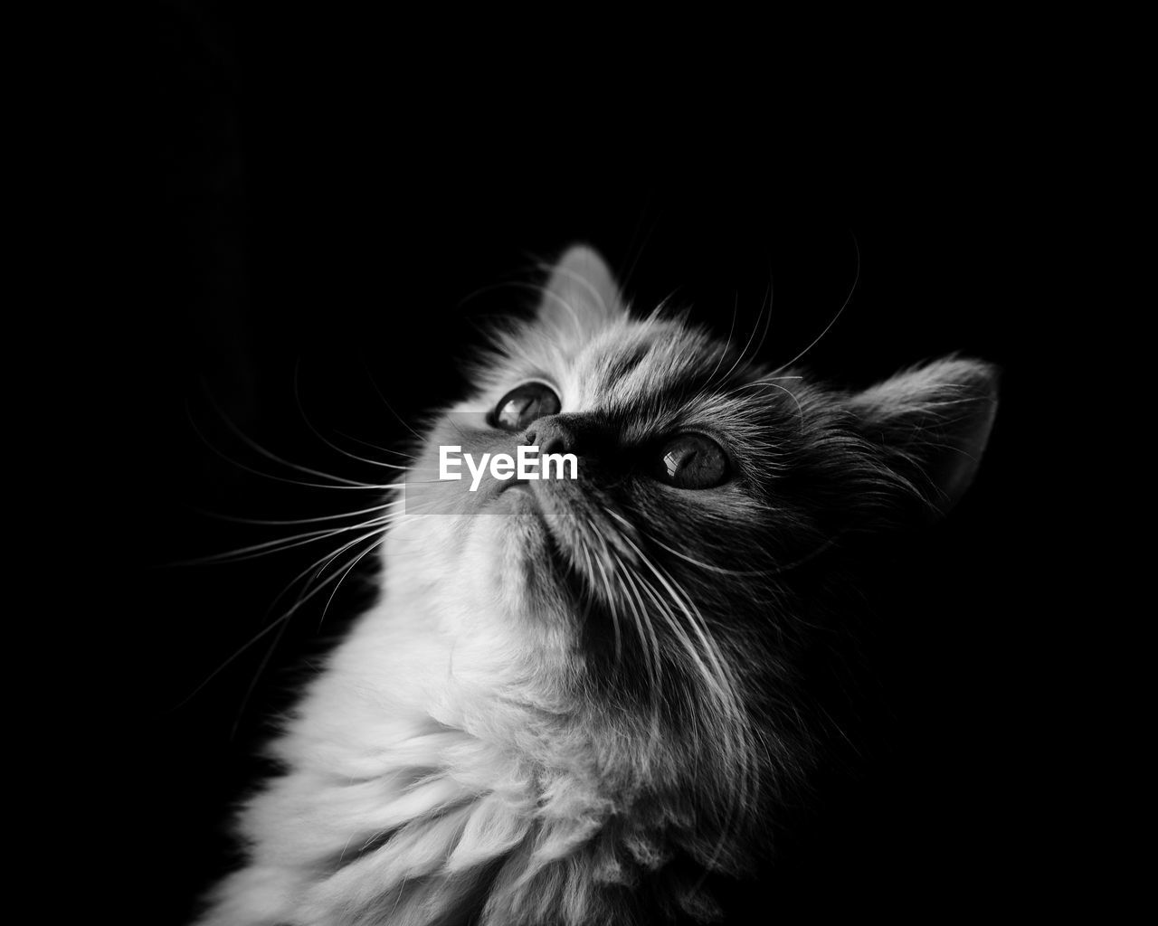 Close-up of cat looking up against black background