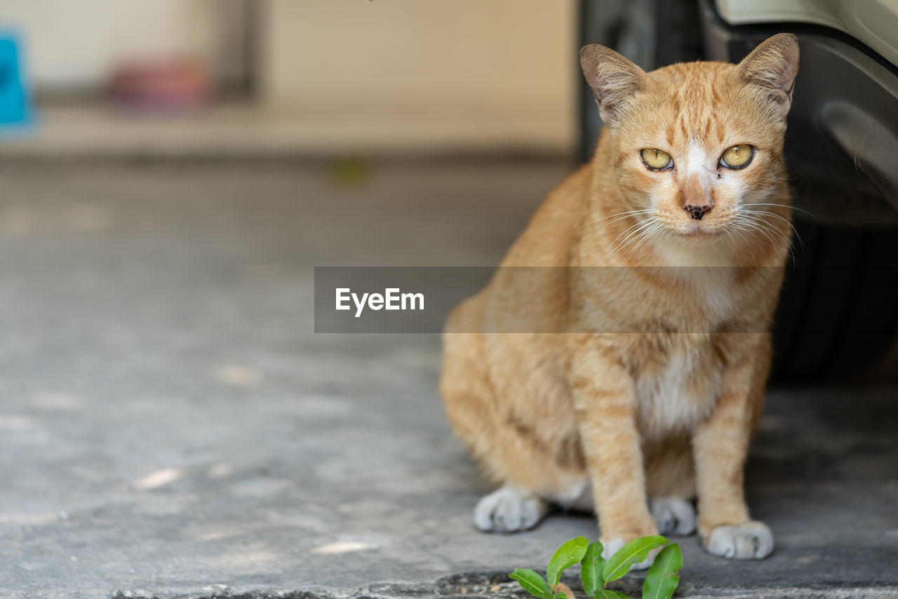 PORTRAIT OF TABBY CAT