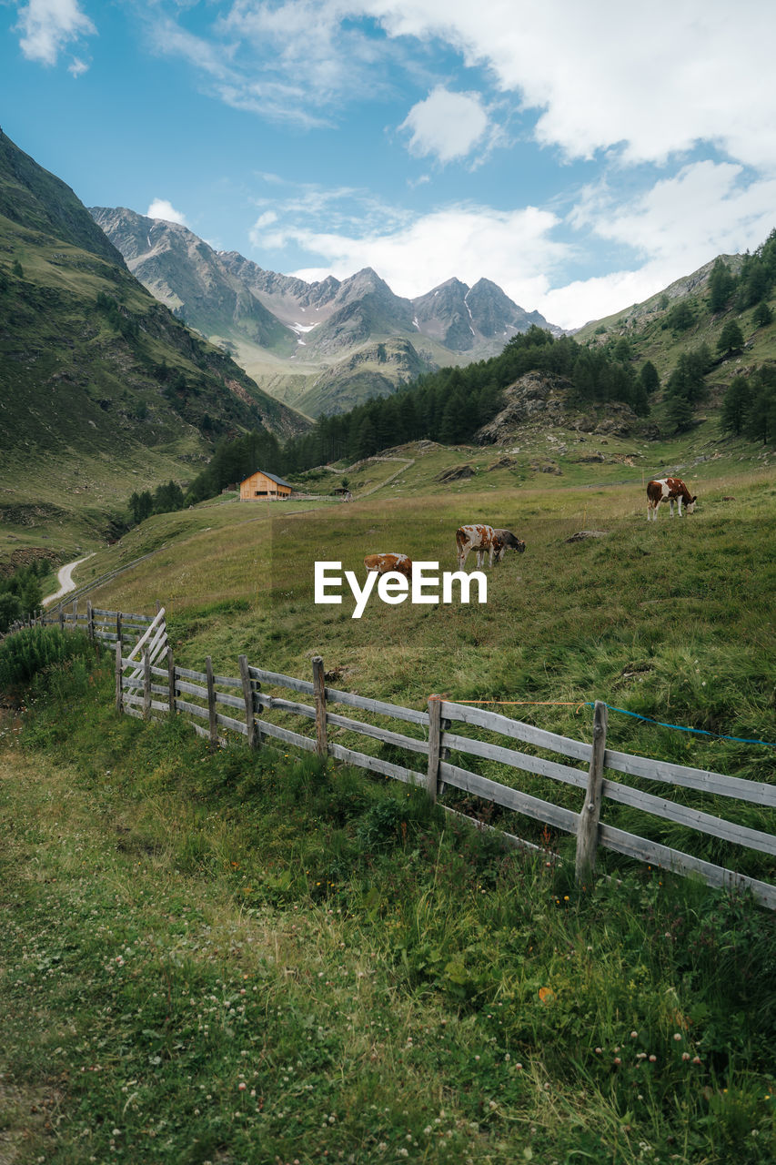 Herd of cows resting on farmland surrounded by the dolomite mountains