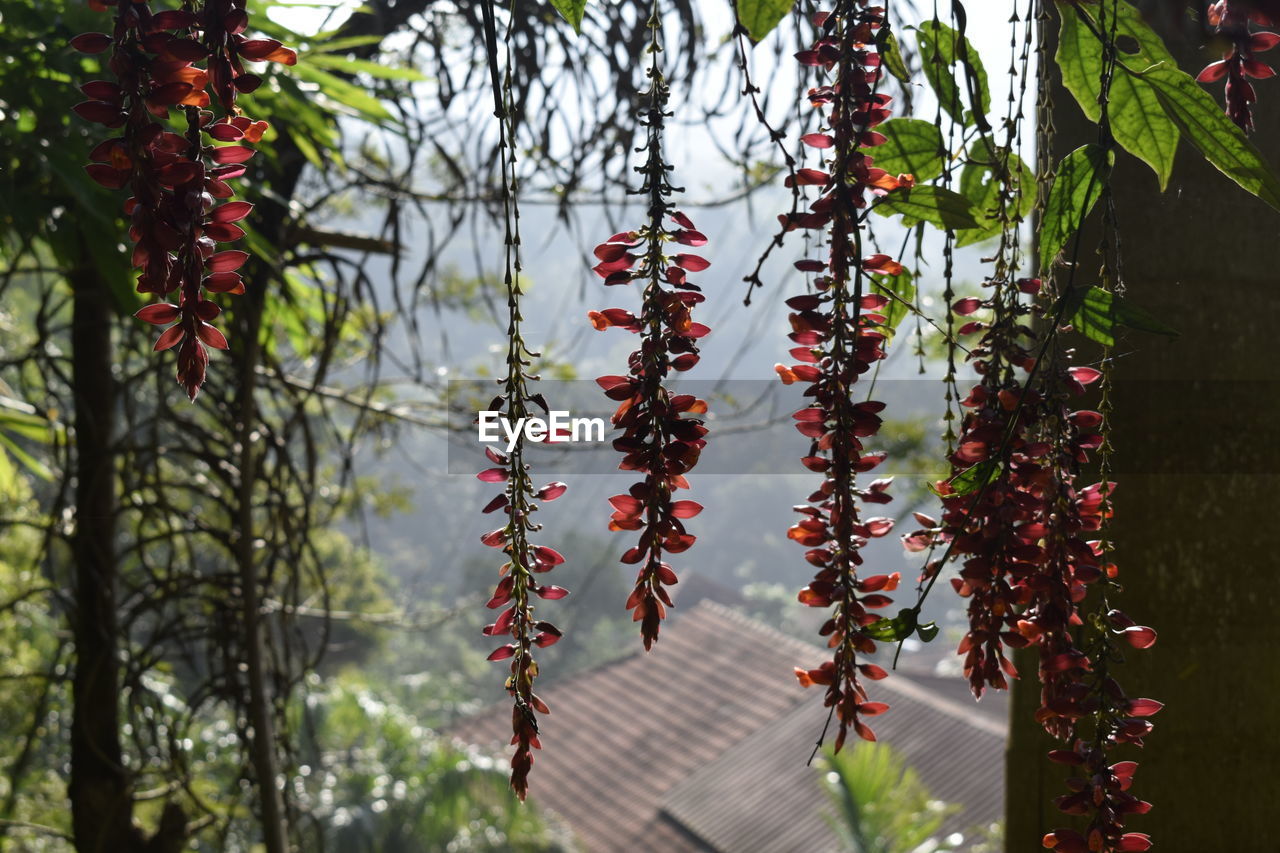 CLOSE-UP OF RED FLOWERING PLANT HANGING ON TREE