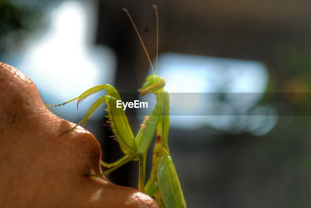 Cropped image of hand with praying mantis