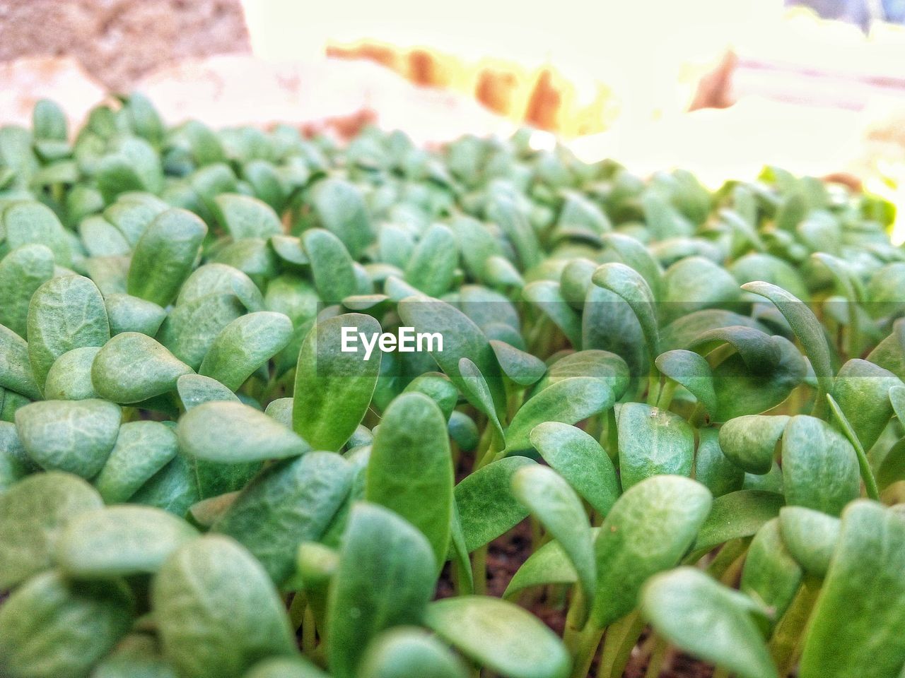 Close-up of plants