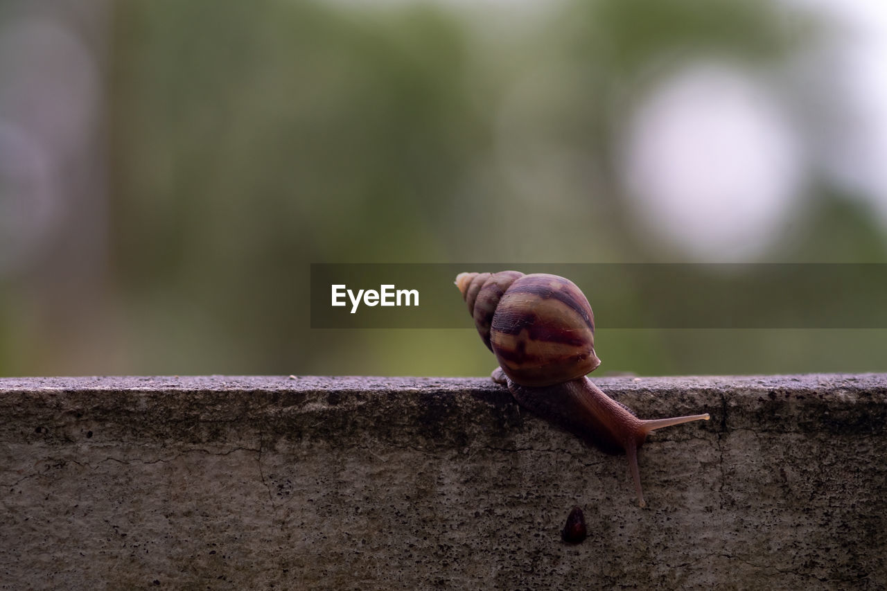 Close-up of snail perching on retaining wall