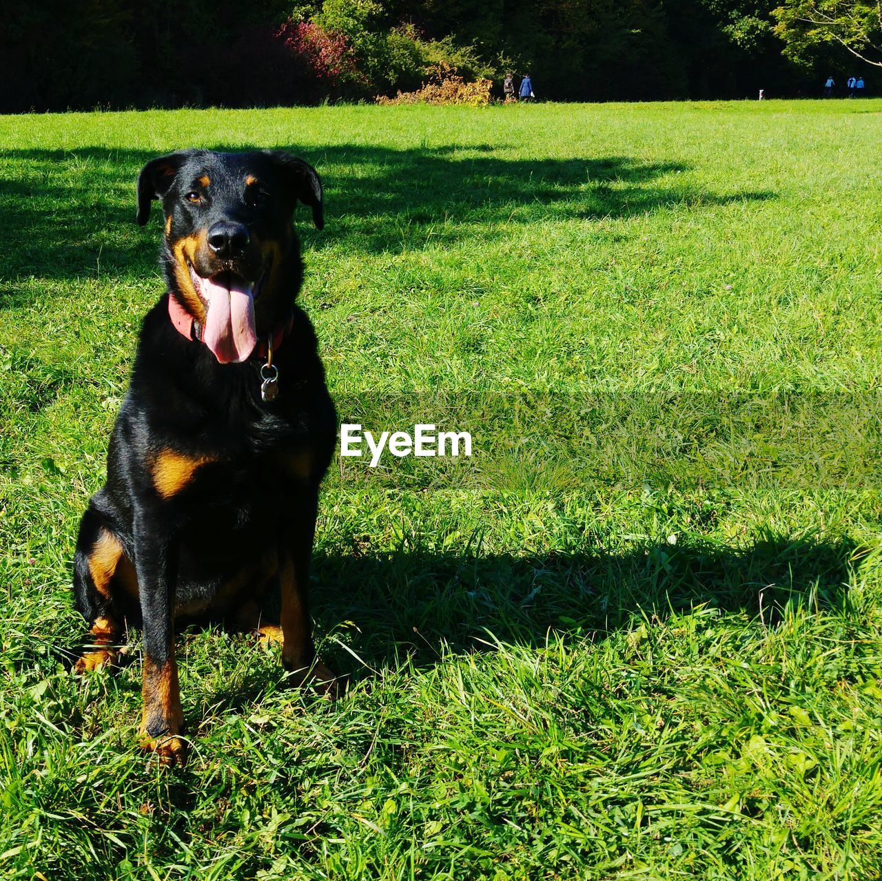 Dog sitting on grassy field in park