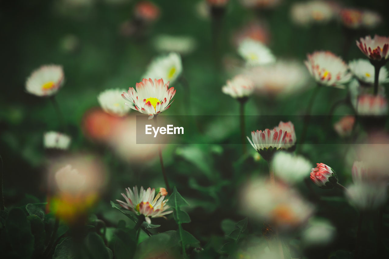 Beautiful Beautiful Nature Daisy Daisy Flower Daisy Flower Head Grass Nature Beauty In Nature Close-up Flowers Garden Selective Focus Spring Springtime