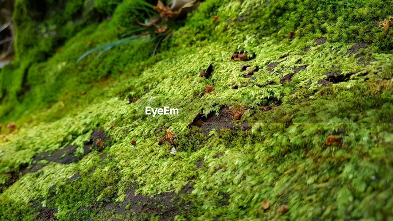 CLOSE-UP OF SNAKE ON GRASS