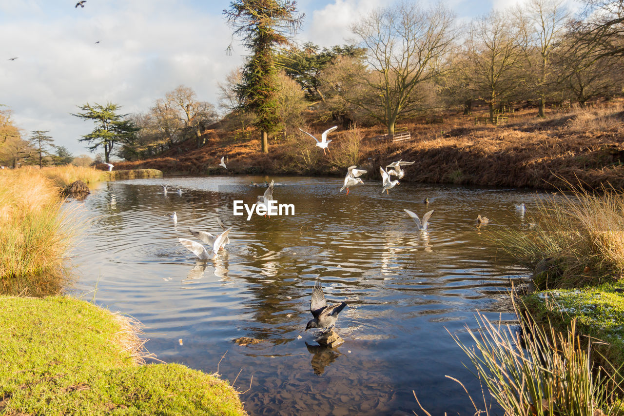 BIRDS IN LAKE AGAINST SKY