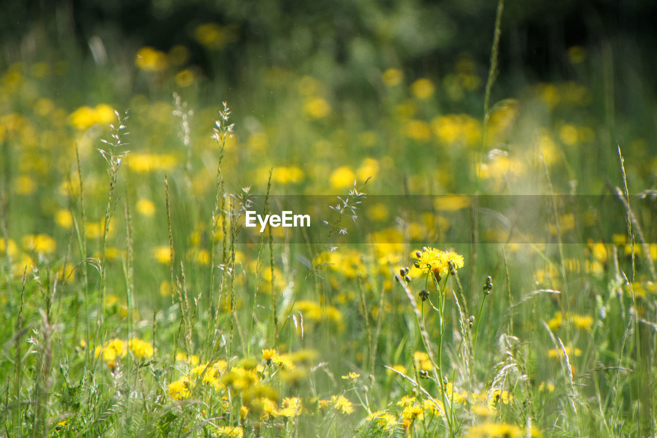 Yellow flowering plants on field