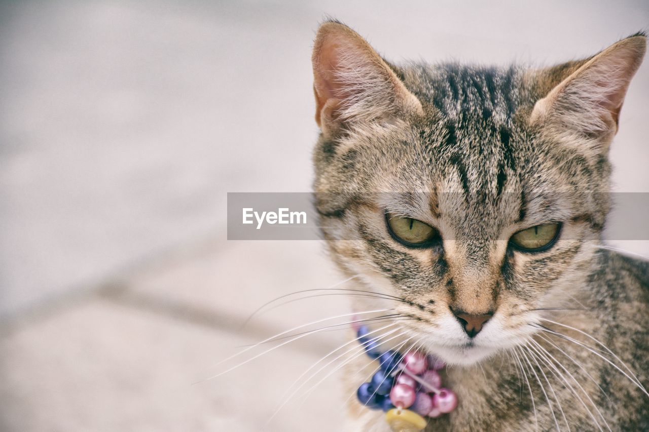 Portrait of cat standing outdoors