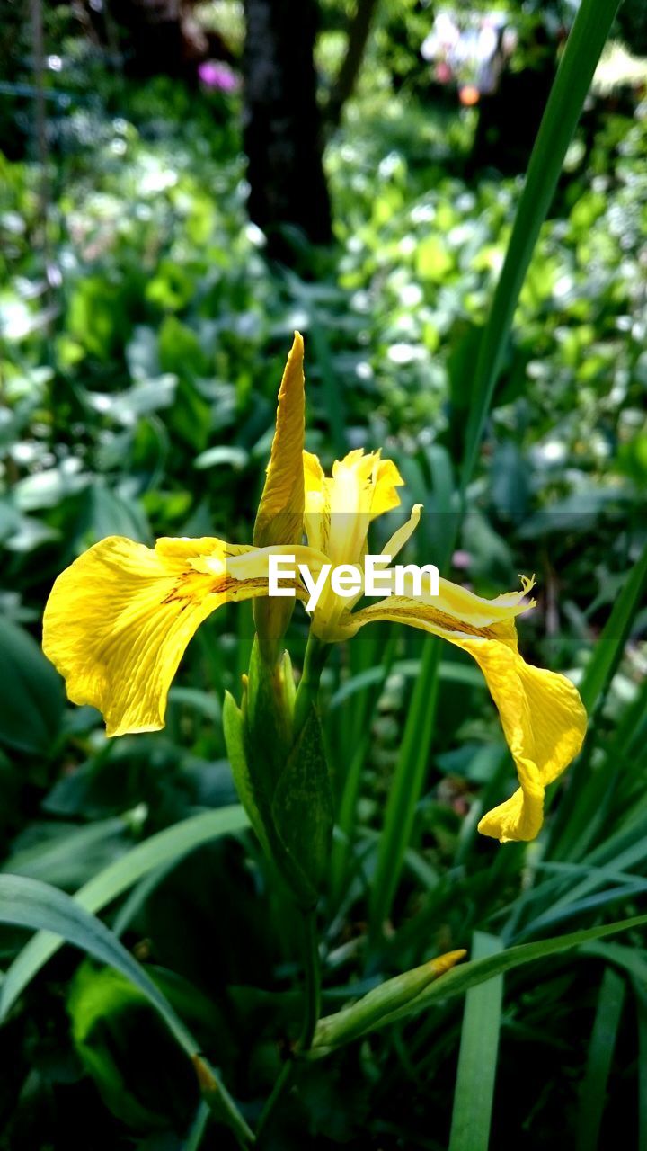 CLOSE-UP OF YELLOW DAY LILY