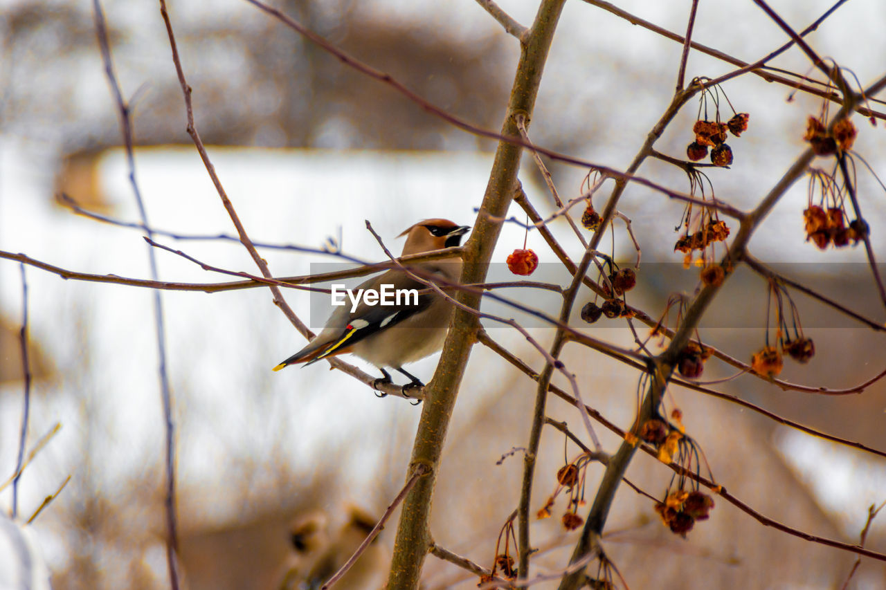 branch, animal, animal themes, nature, animal wildlife, bird, twig, wildlife, tree, spring, leaf, close-up, plant, winter, perching, flower, no people, autumn, one animal, focus on foreground, outdoors, beauty in nature, day