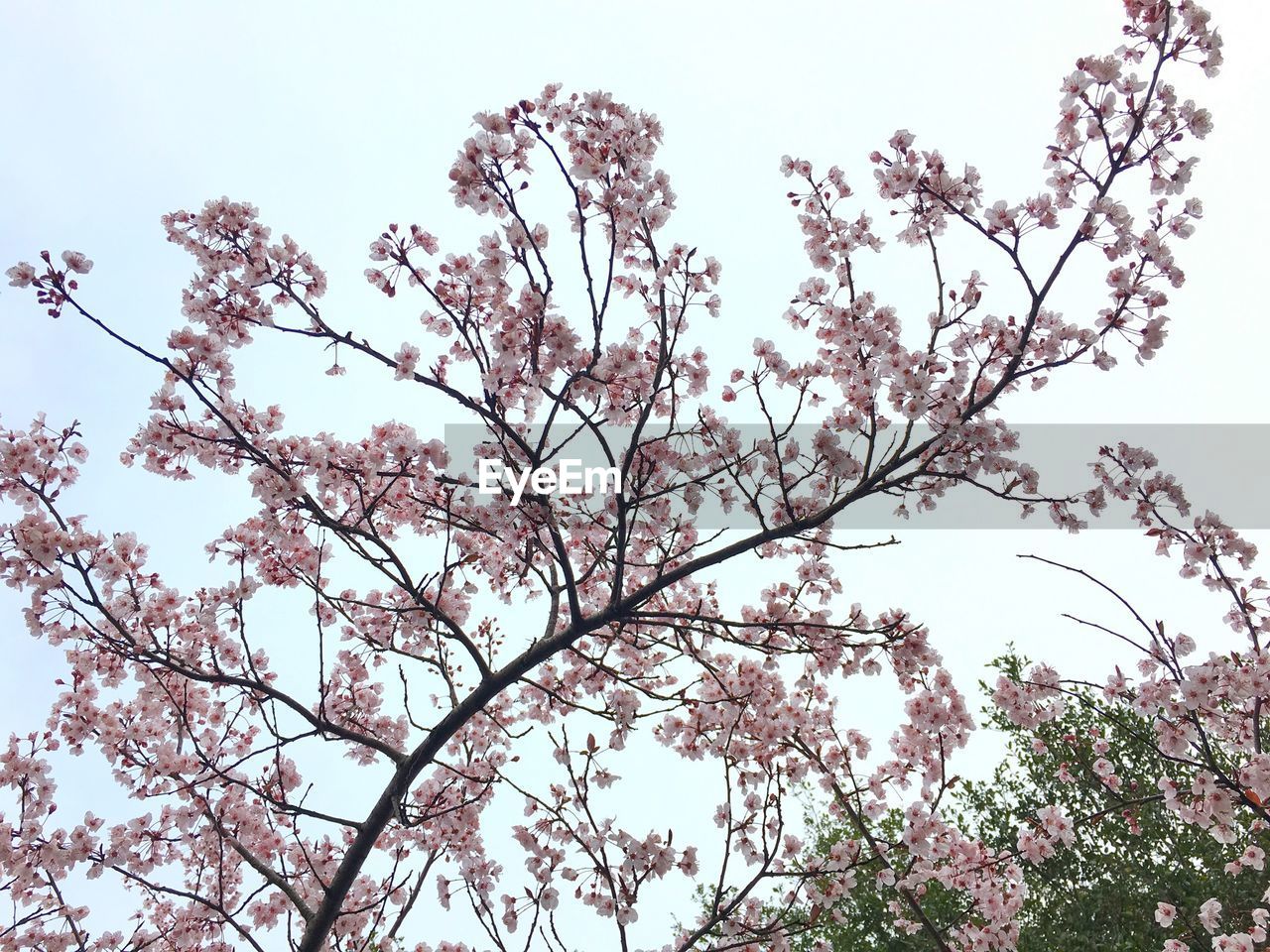 Low angle view of pink flowers blooming on branches against sky
