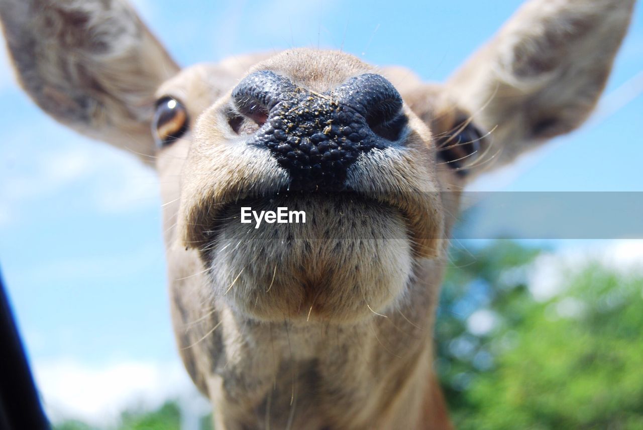 CLOSE-UP PORTRAIT OF AN ANIMAL