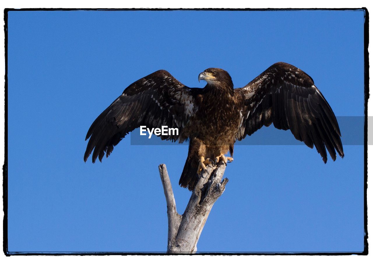 LOW ANGLE VIEW OF EAGLE PERCHING ON TREE AGAINST CLEAR SKY