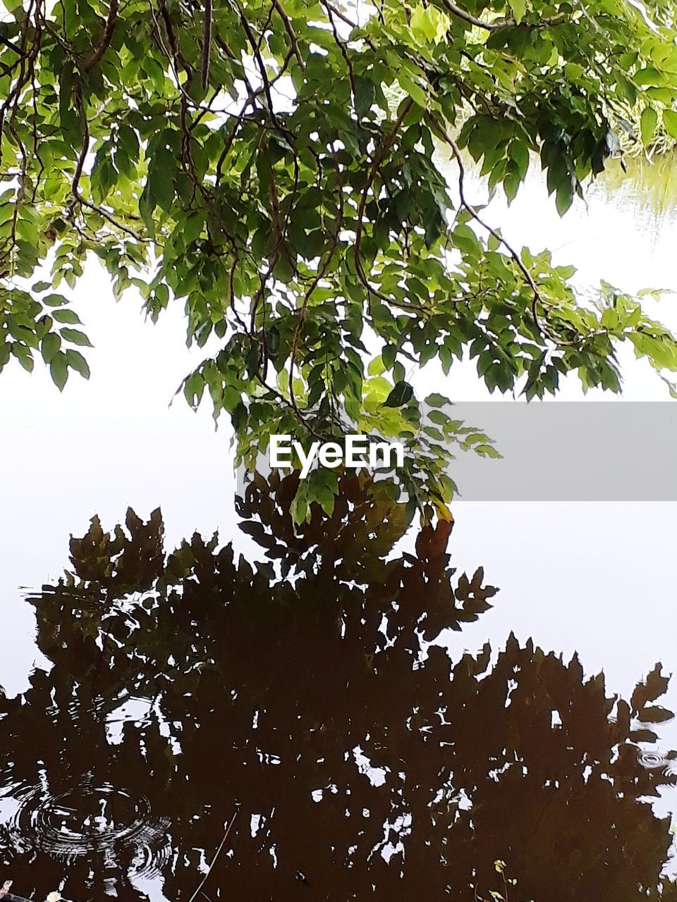 LOW ANGLE VIEW OF TREES AGAINST CLEAR SKY