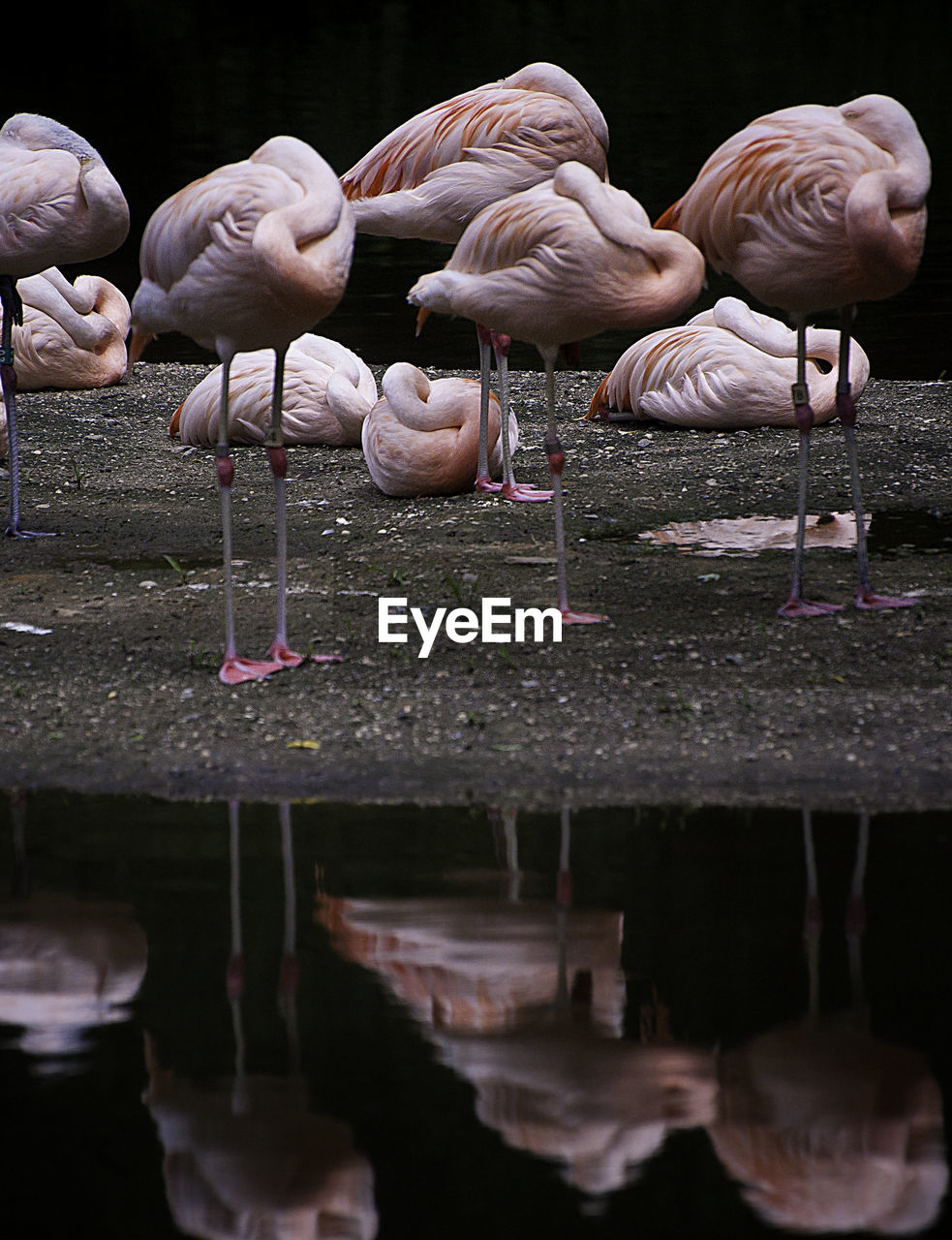 CLOSE-UP OF HAND FEEDING BIRDS