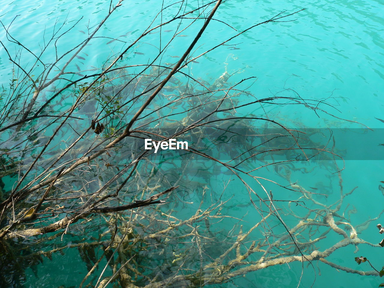 Close-up of branches in sea