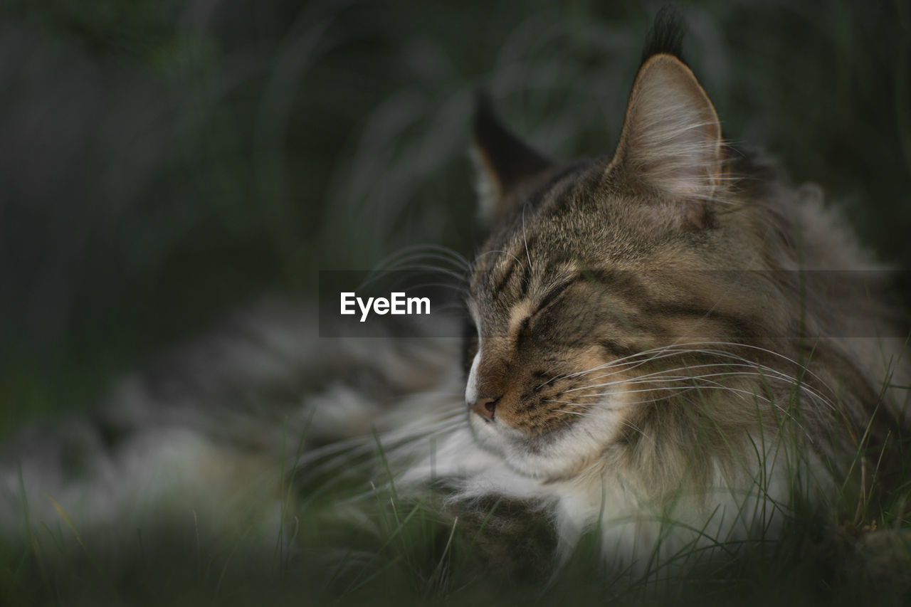 CLOSE-UP OF A CAT WITH EYES CLOSED