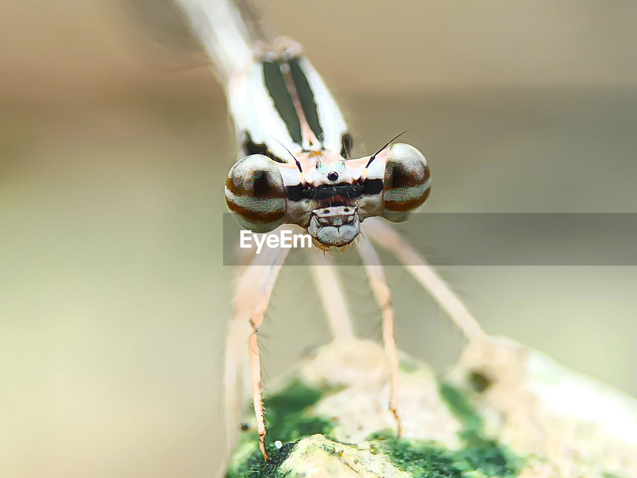 Dragonfly eye needle