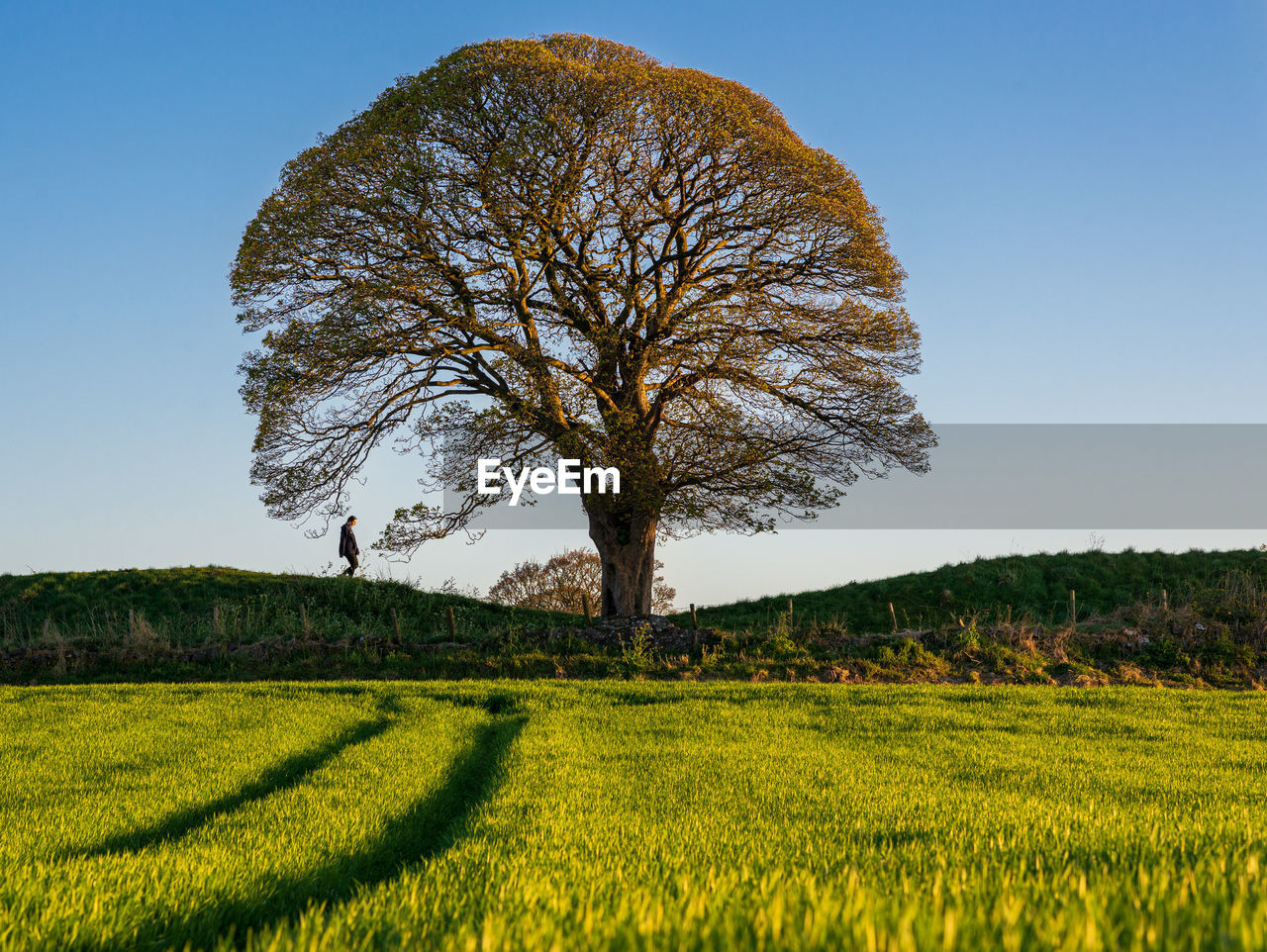 Tree on field against clear sky