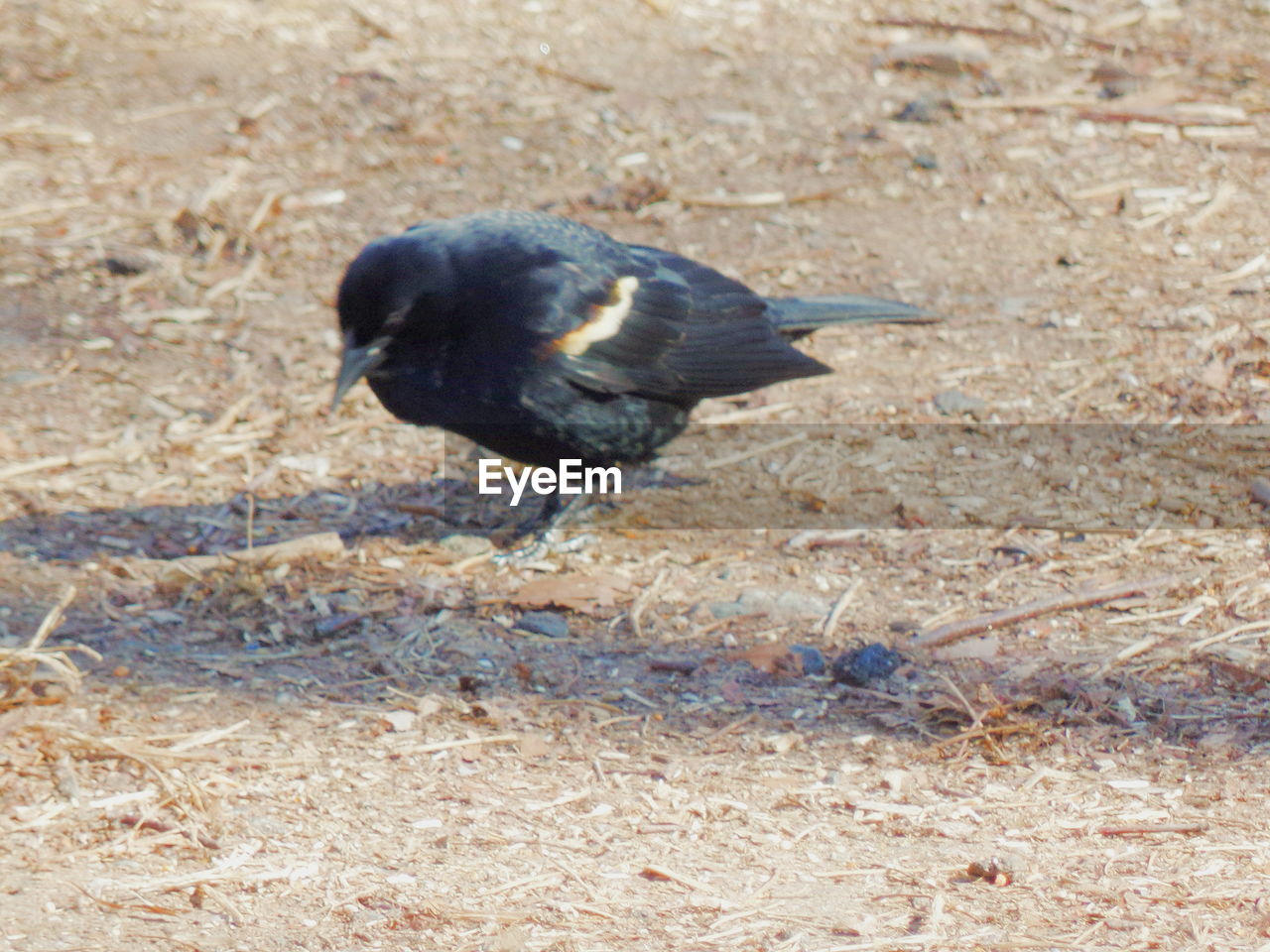 HIGH ANGLE VIEW OF BIRD PERCHING ON A FIELD