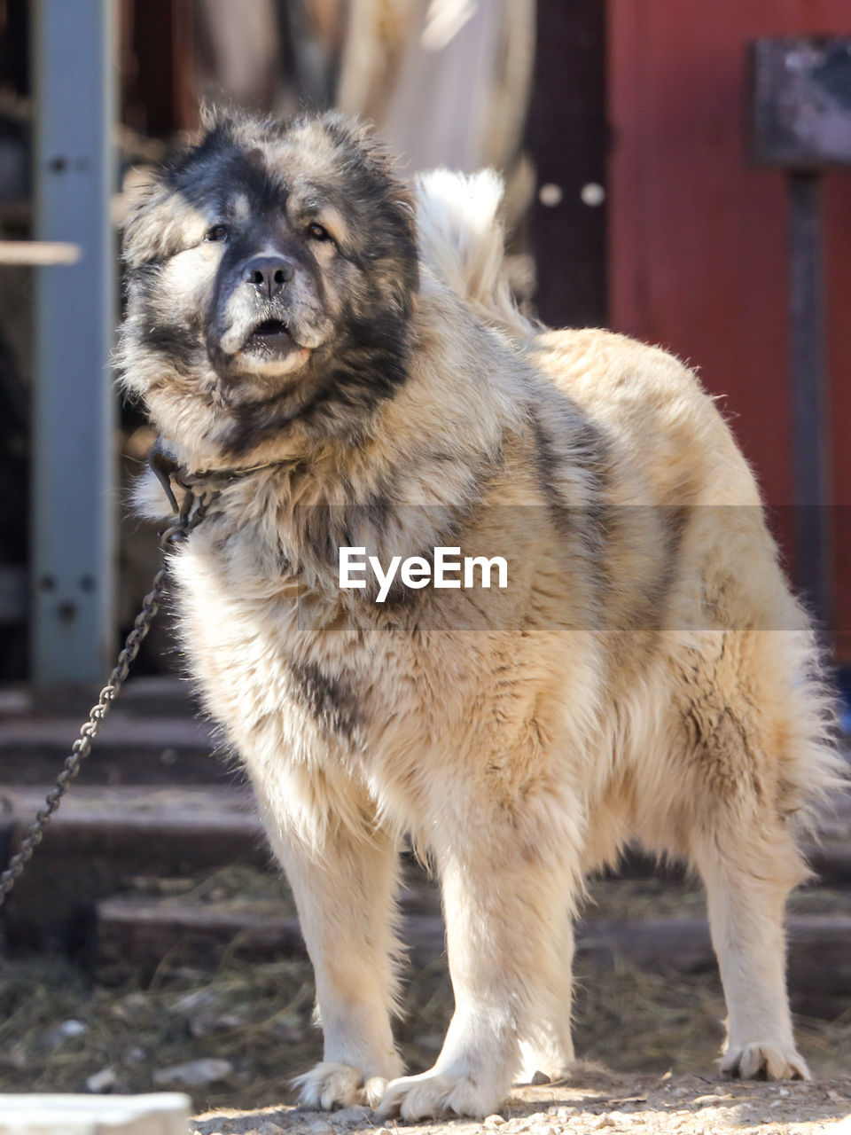 Portrait of dog looking at camera