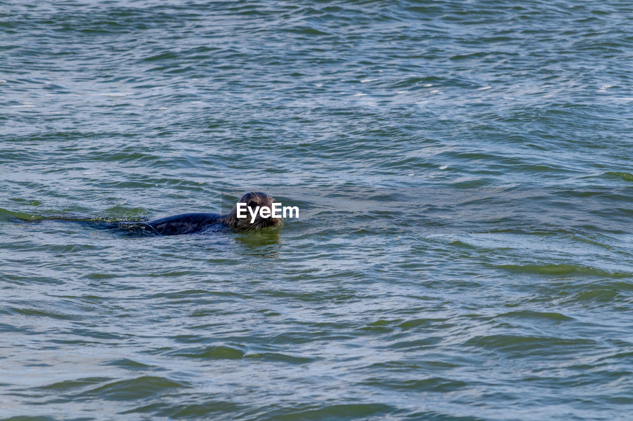 VIEW OF TURTLE IN SEA
