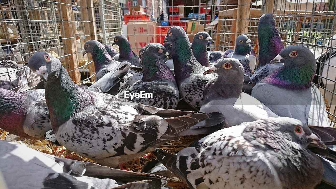 Close-up of pigeons in cage