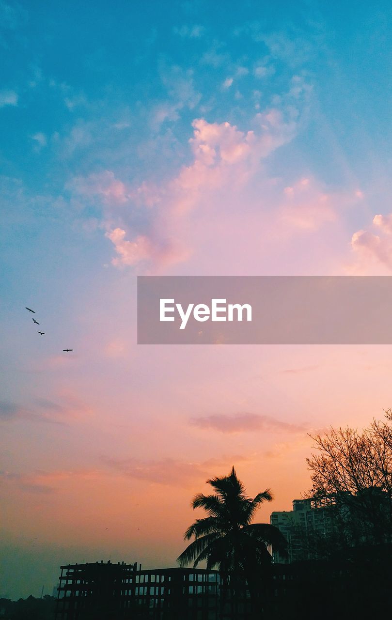 LOW ANGLE VIEW OF SILHOUETTE PALM TREES AGAINST SKY