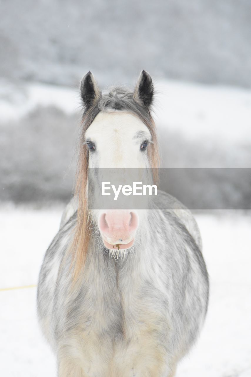 Snow horse, magnificent, portrait of a horse